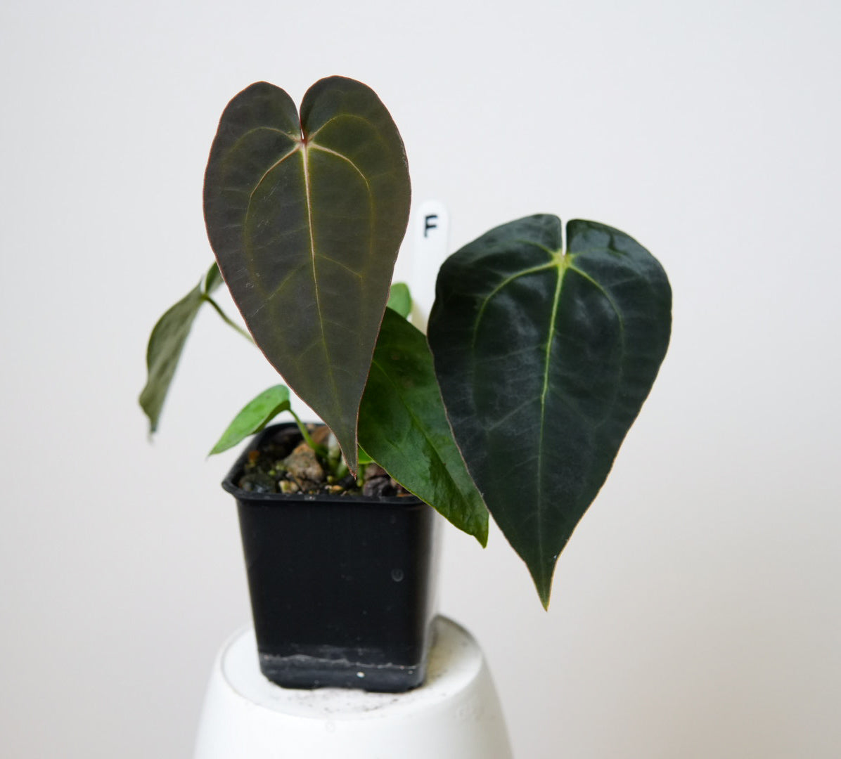 Anthurium (AOS x forgetii 2) x carlablackiae X (NSE)