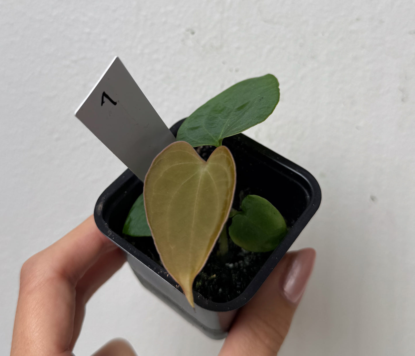 Anthurium (forgetii x warocqueanum 2) x Huanco velvet 1