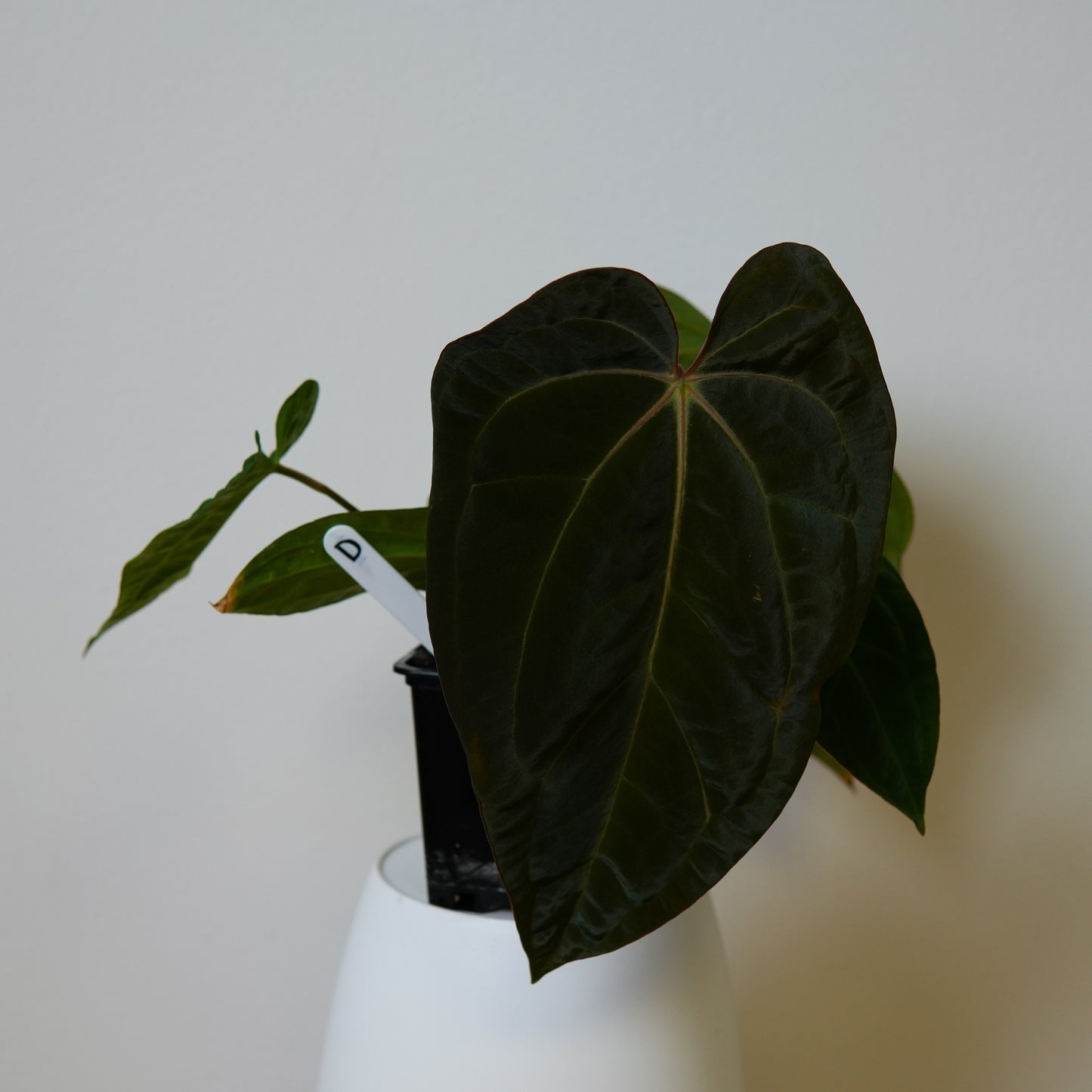 Anthurium carlablackiae (NSE) x BVEP ('SS x RA')