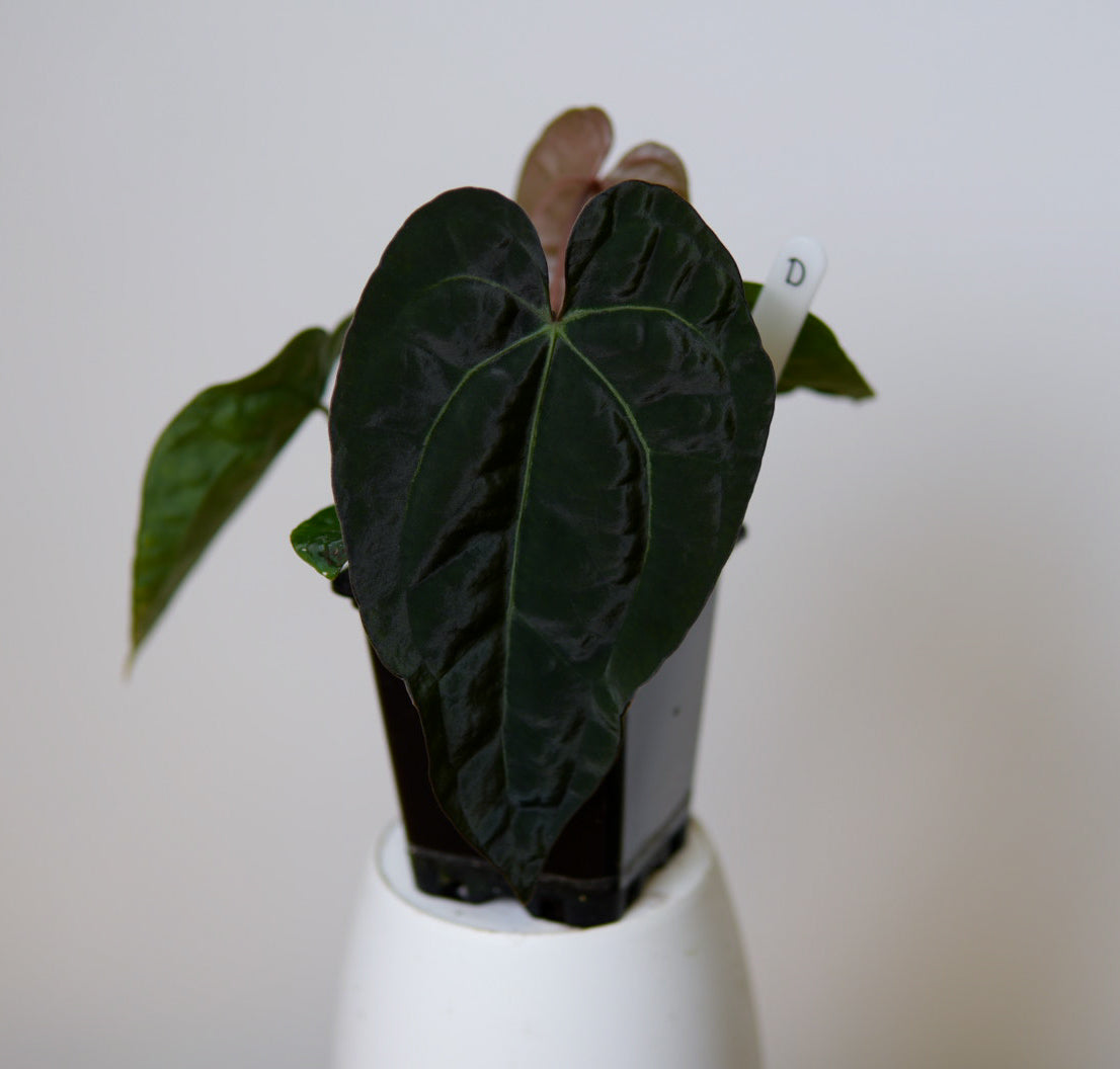 Anthurium Ace of Spades x carlablackiae (NSE)