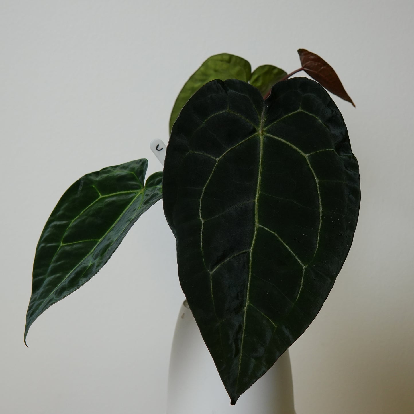 Anthurium (AOS x forgetii 2) x (Zara x Michelle)