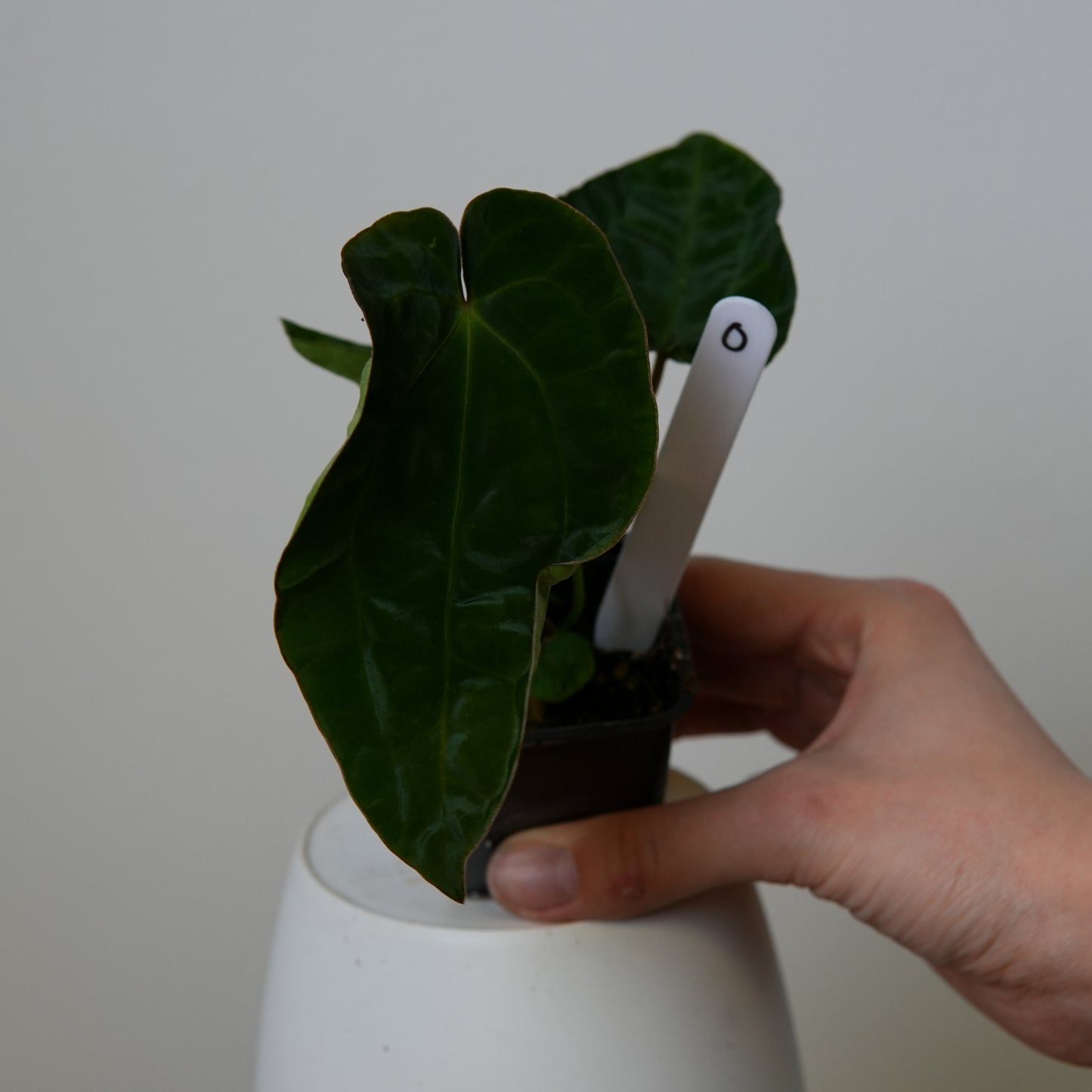 Anthurium (AOS x (Zara x Michelle) 6) x dressleri ('Black x RG f2')