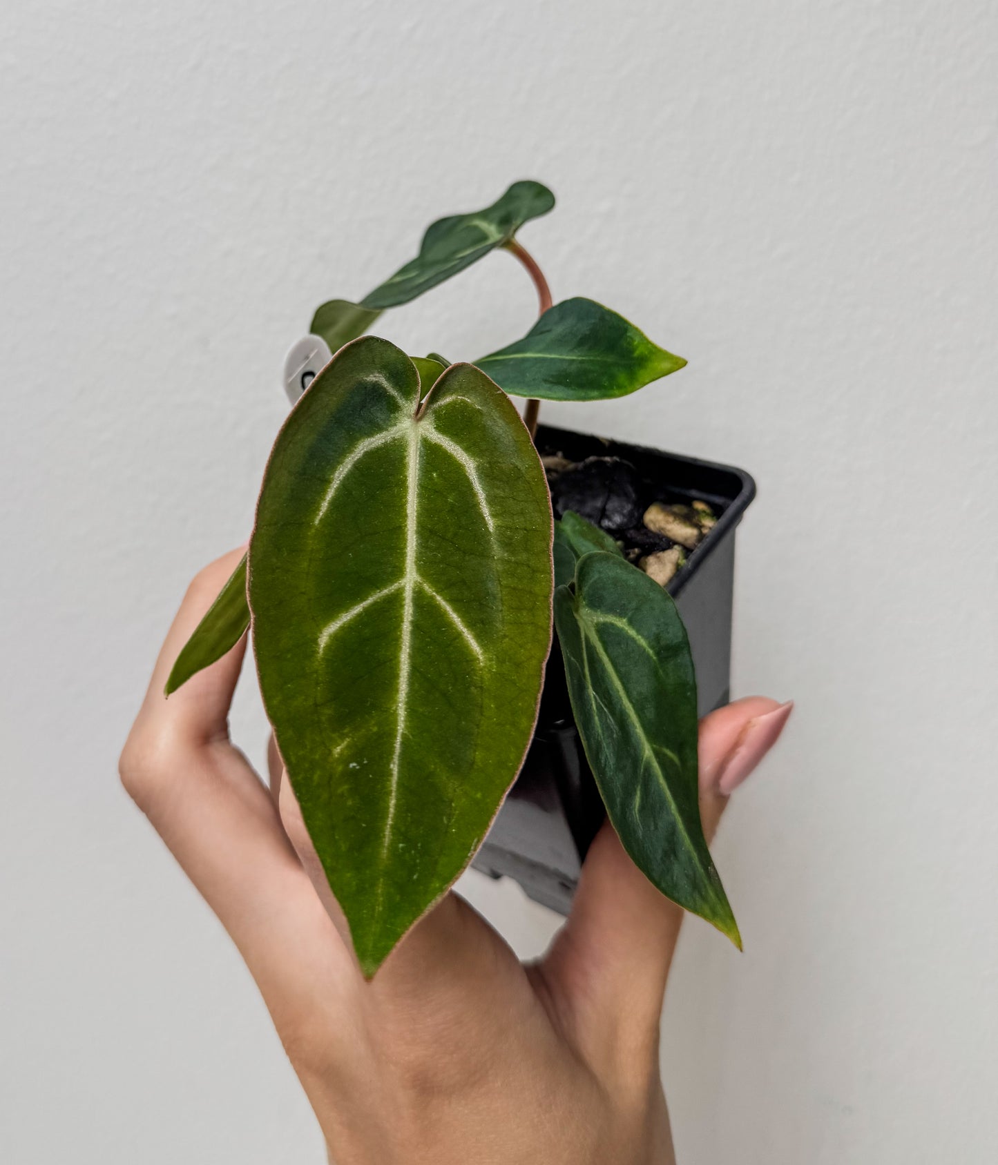 Anthurium carlablackiae X (NSE) x carlablackiae (NSE)