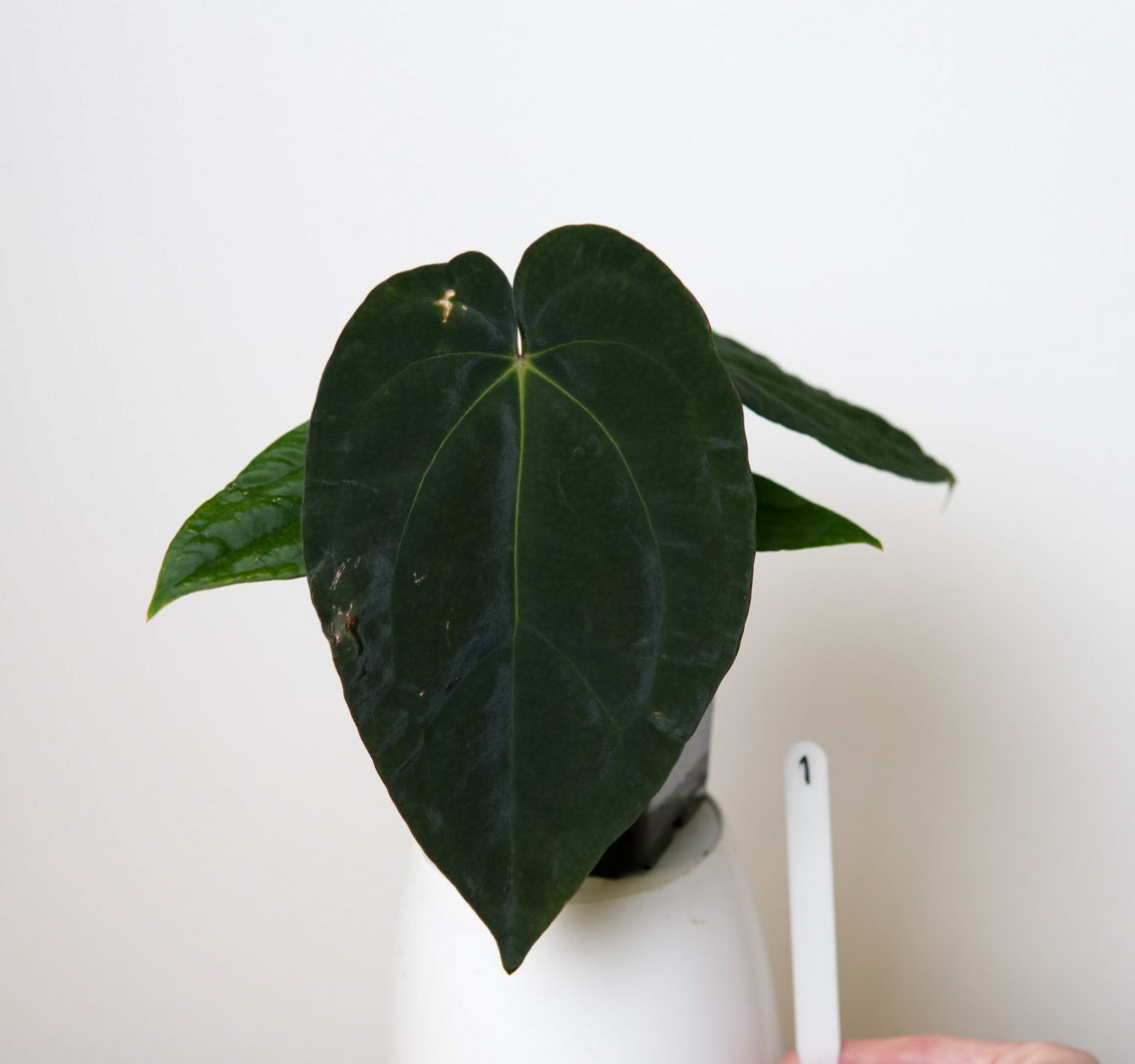 Anthurium (AOS x forgetii 3) x BVEP ('round' x 'RA1')