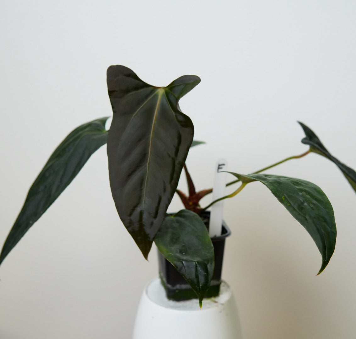 Anthurium (subsignatum x papillilaminum 'Marie') x (NSE dorito port x  papillilaminum RLFS)