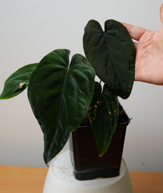 Anthurium 'Midnight Velvet'