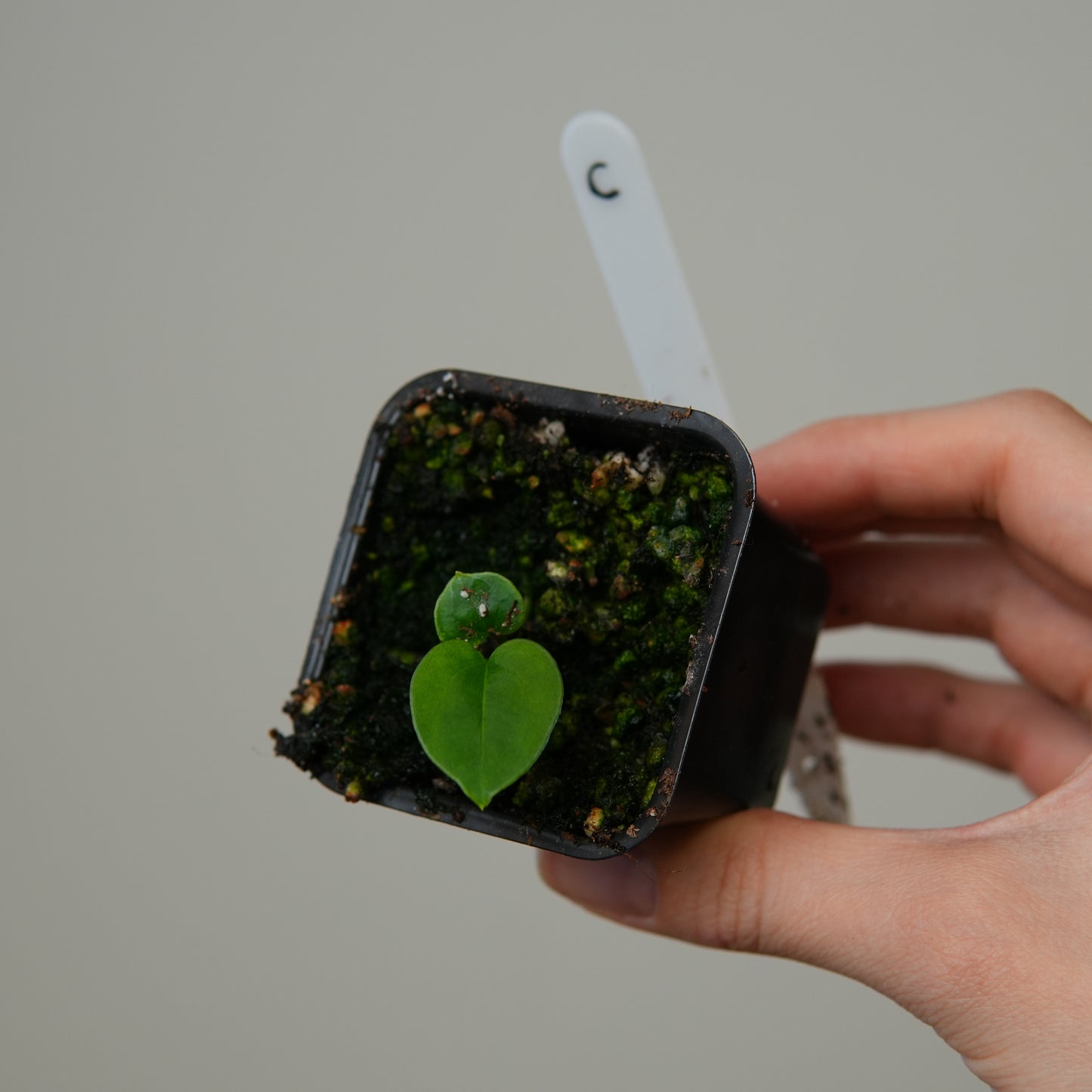 Anthurium ((subsignatum x pap 'Marie') x pap 'Grim Reaper') x RVDP