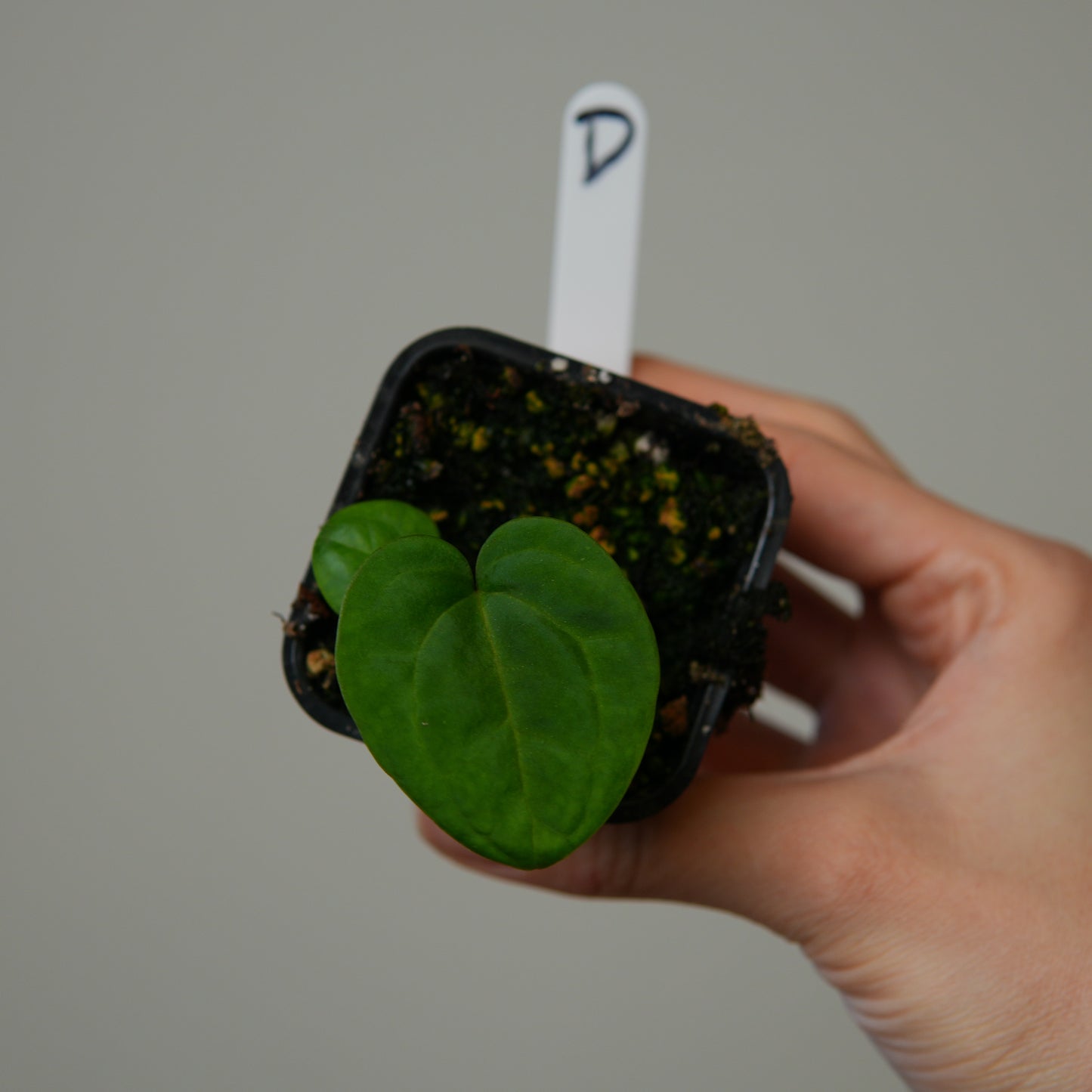 Anthurium (AOS x (Zara x Michelle) 1) x (carlablackiae (NSE) x kunayalense 1)