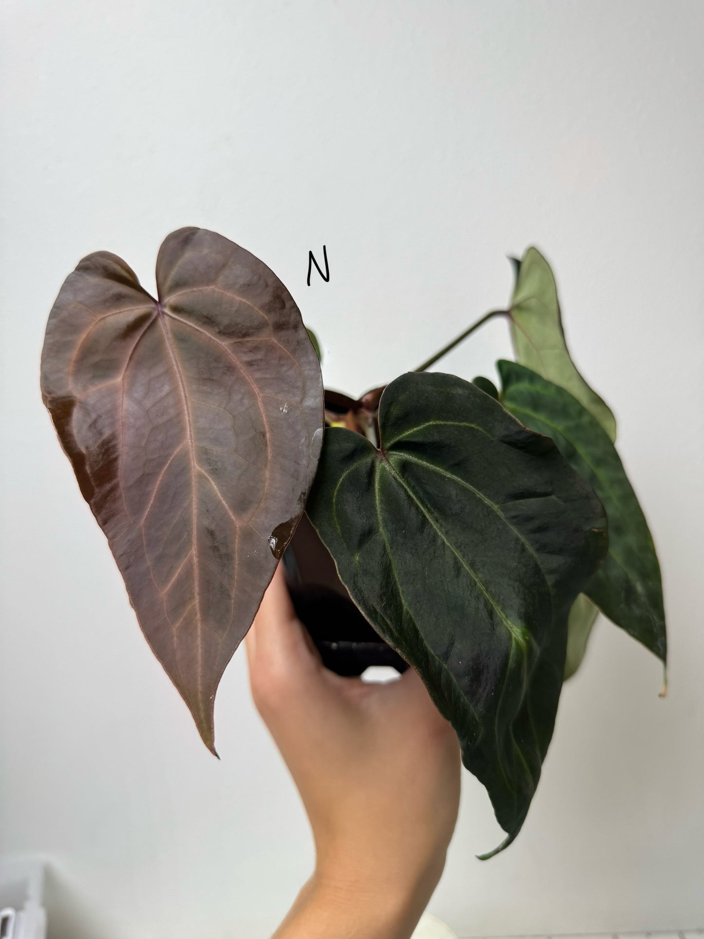 Anthurium (Zara x Michelle) x carlablackiae X (NSE)