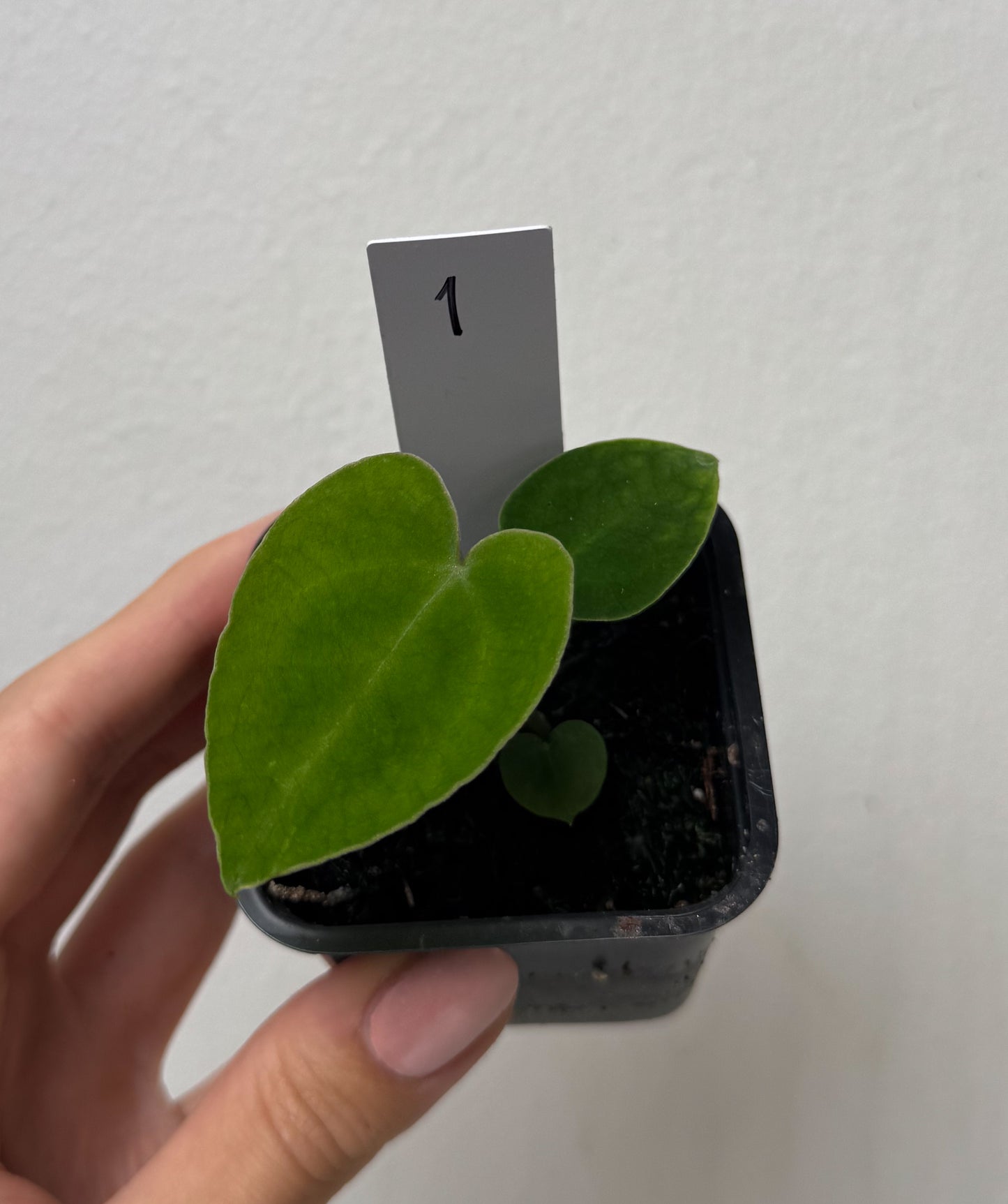 Anthurium complex HU hybrid 2 x (forgetii x warocquanum 'Alien')