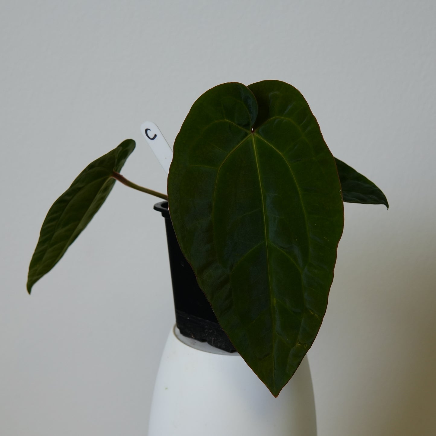 Anthurium (AOS x (Zara x Michelle) 6) x dressleri ('Black x RG f2')