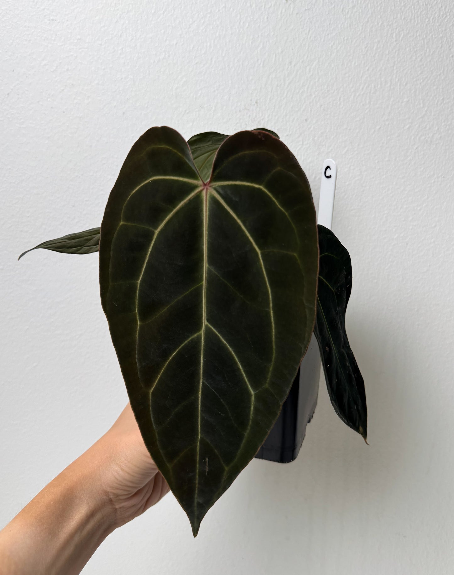 Anthurium besseae aff x carlablackiae X (NSE)