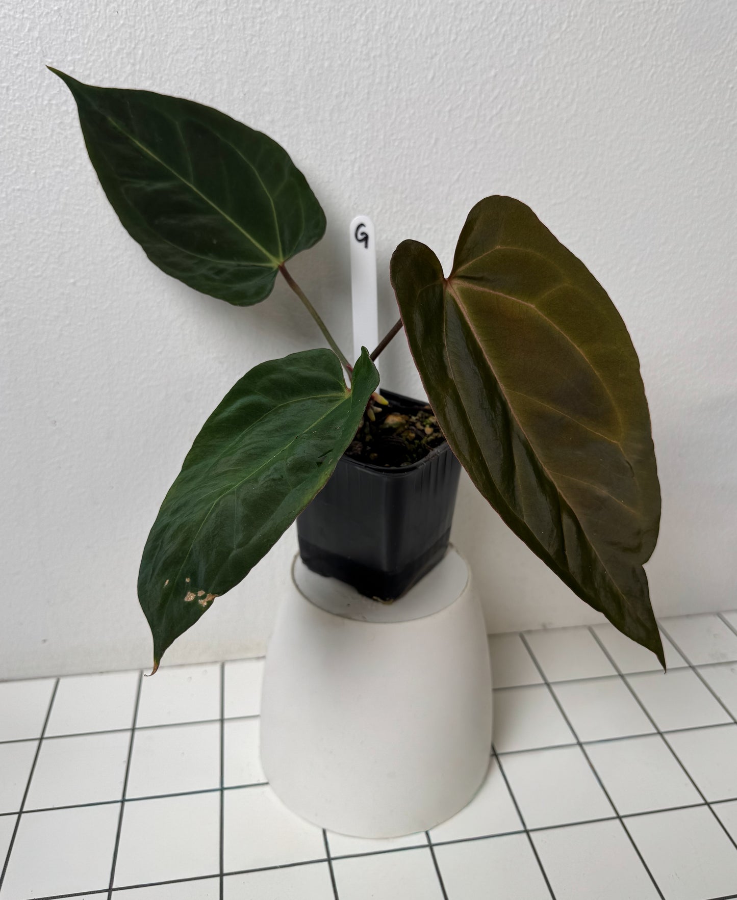 Anthurium (Zara x Michelle) x (Dorito Port x RLFS)