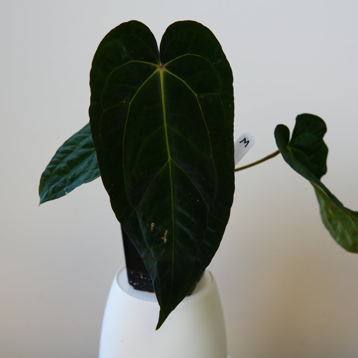 Anthurium (AOS x (Zara x Michelle) 1) x ((carlablackiae x dressleri RD) x pap 'RLFS')