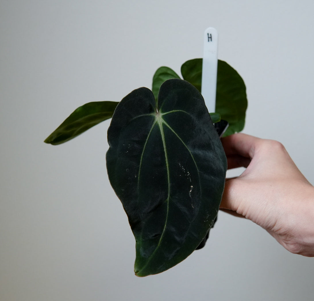 Anthurium carlablackiae (NSE) x BVEP ('SS x RA')