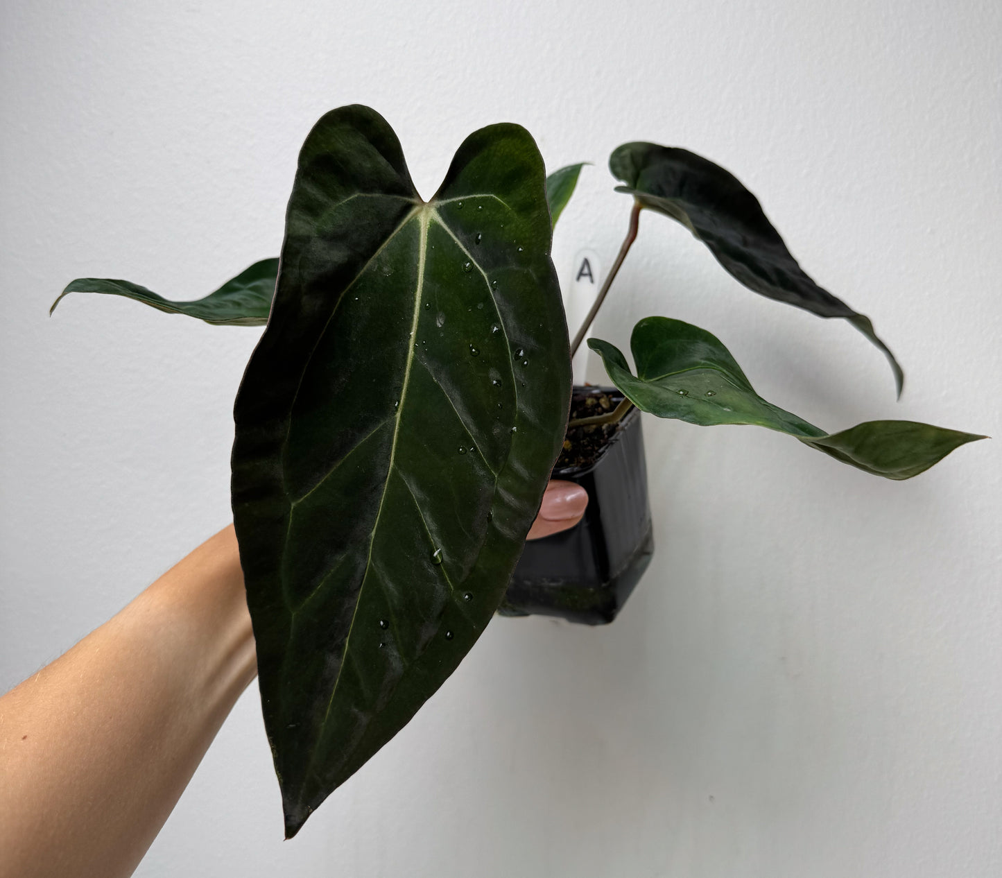 Anthurium carlablackiae (NSE) x (Dorito Port x RLFS)