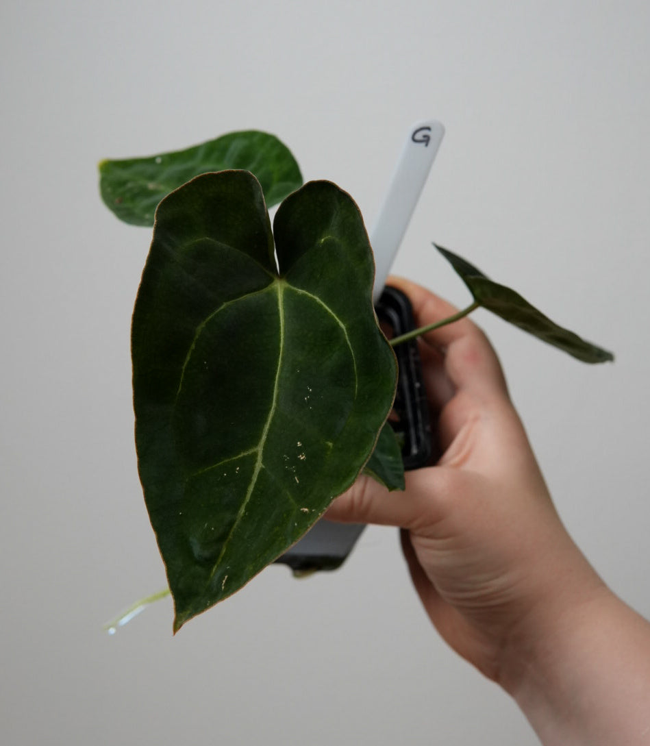 Anthurium (AOS x forgetii 1) x carlablackiae (NSE)