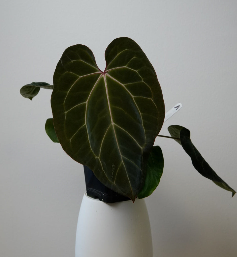Anthurium (Zara x Michelle) x carlablackiae X (NSE)