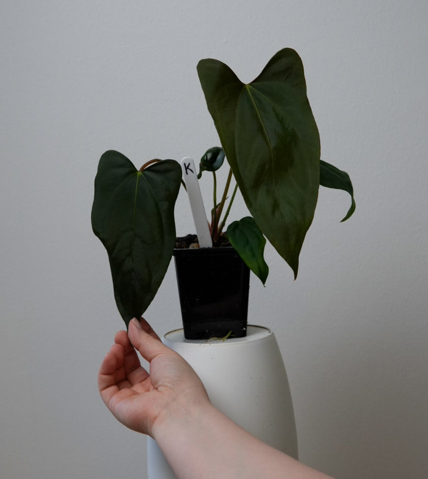 Anthurium (subsignatum x papillilaminum 'Marie') x (NSE dorito port x  papillilaminum RLFS)