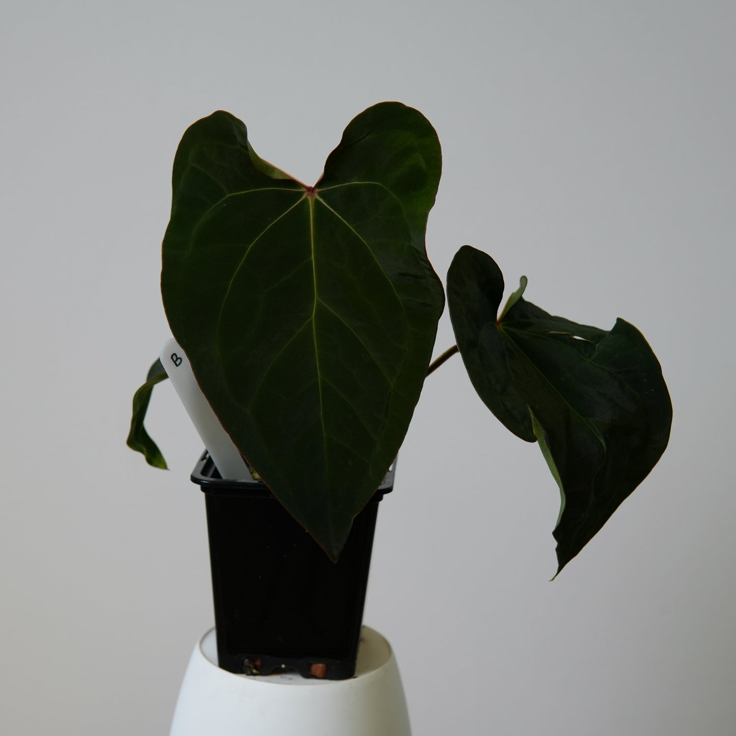 Anthurium peruvian noid 'Huanco Velvet' x carlablackiae (NSE)