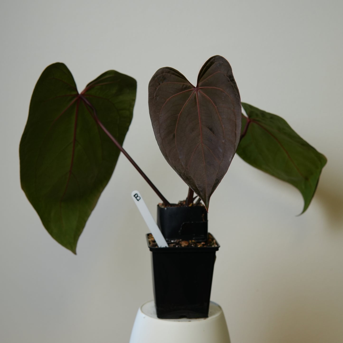 Anthurium (Zara x Michelle) x (Dorito Port x RLFS)