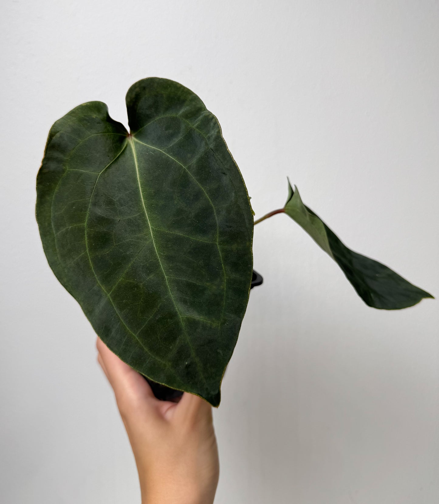 Anthurium Queen of Hearts Hybrid 1 x carlablackiae X (NSE)