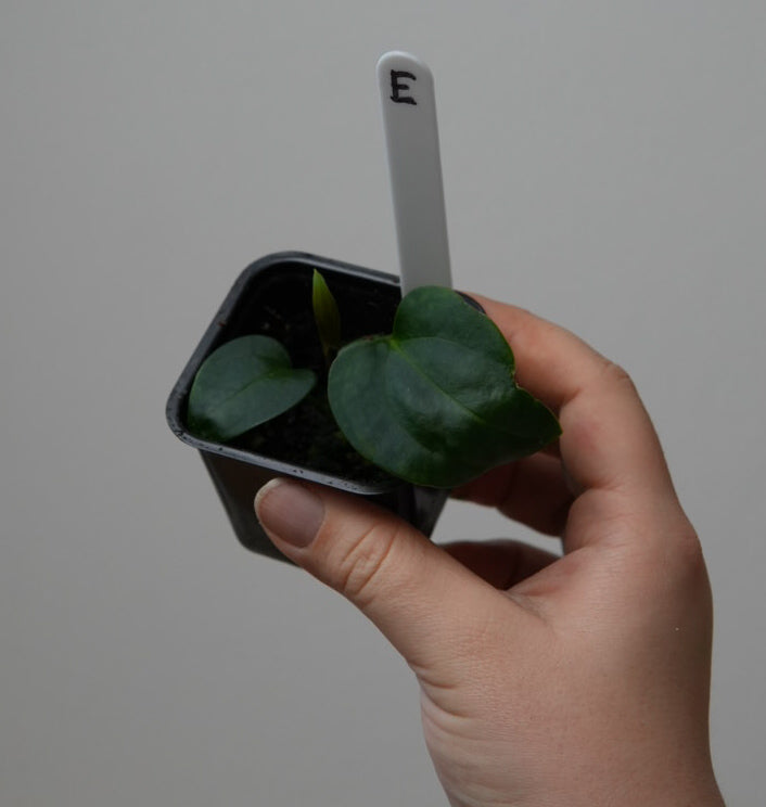 Anthurium (subsignatum x papillilaminum 'Marie') x carlablackiae NSE