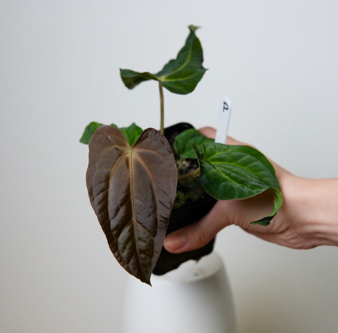 Anthurium carlablackiae (NSE) x BVEP ('SS x RA')