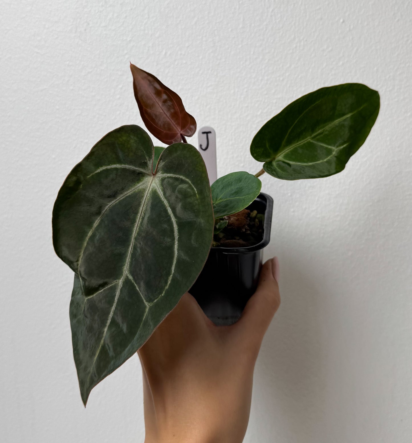 Anthurium Complex HU hybrid 1 x carlablackiae (NSE)