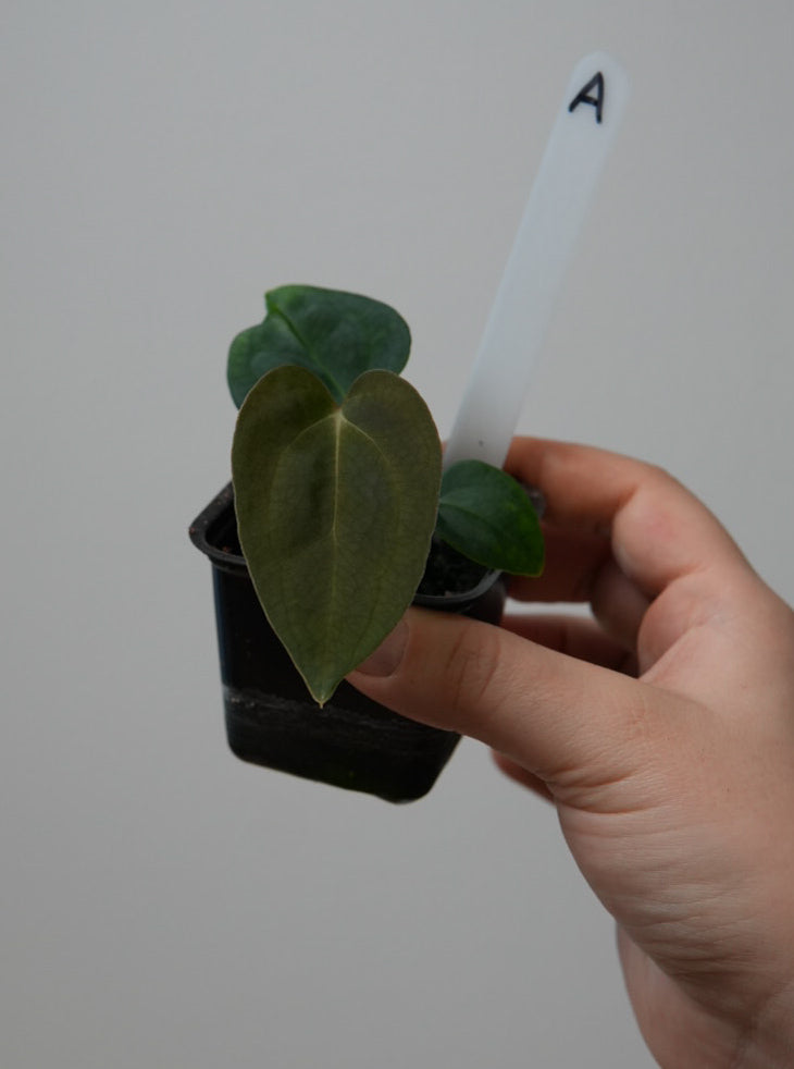 Anthurium (subsignatum x papillilaminum 'Marie') x carlablackiae NSE