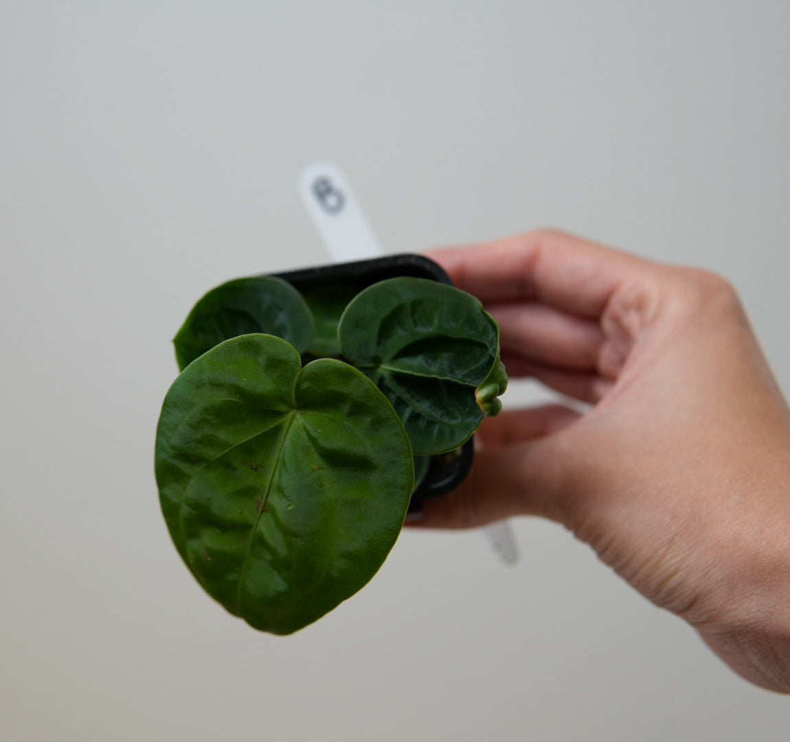 Anthurium (forgetii x warocqueanum 2) x Huanco velvet 1