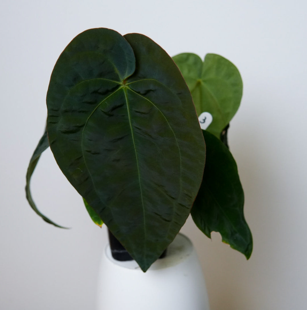 Anthurium (AOS x forgetii 3) x BVEP ('round' x 'RA1')