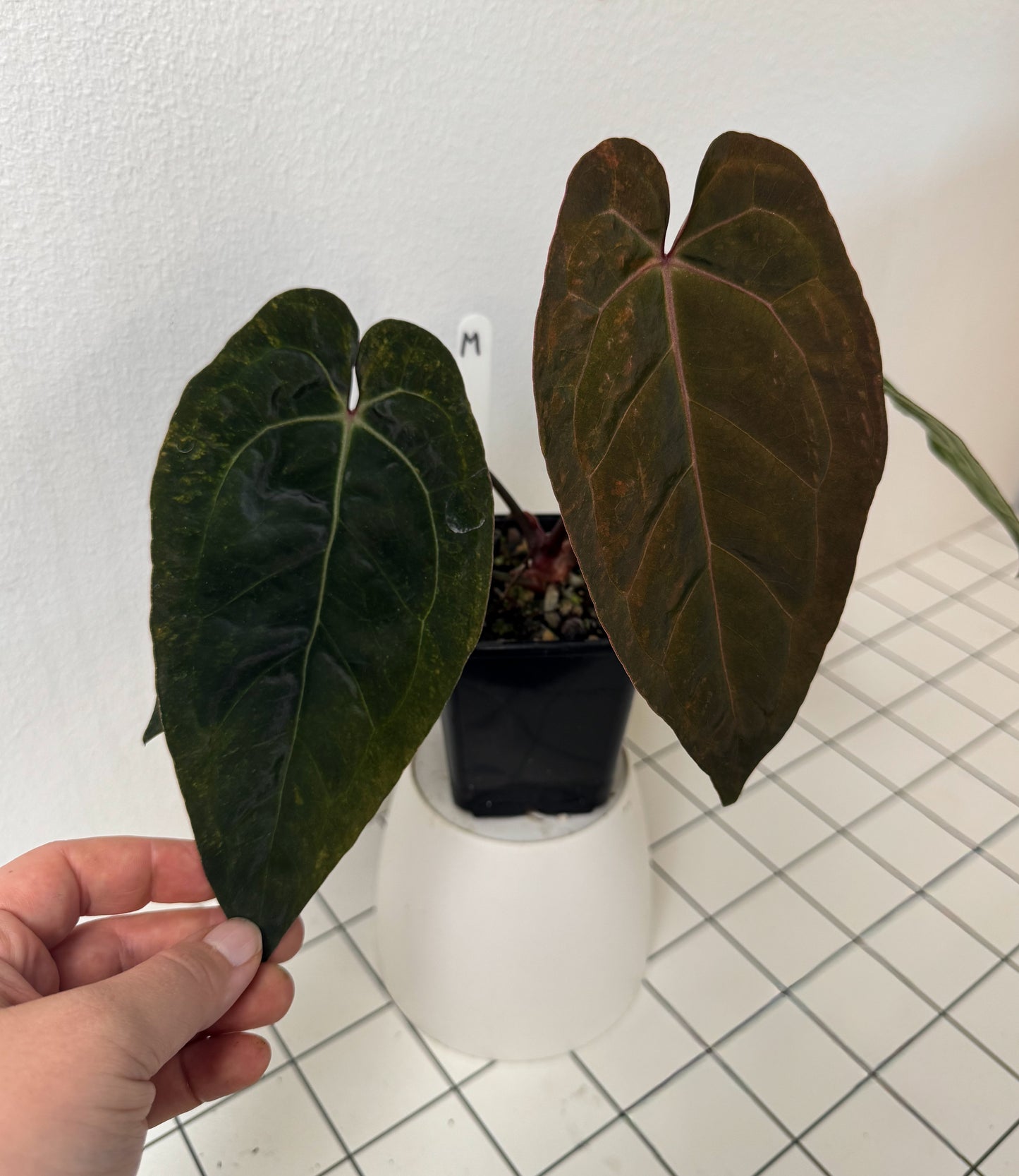 Anthurium (Zara x Michelle) x (Dorito Port x RLFS)