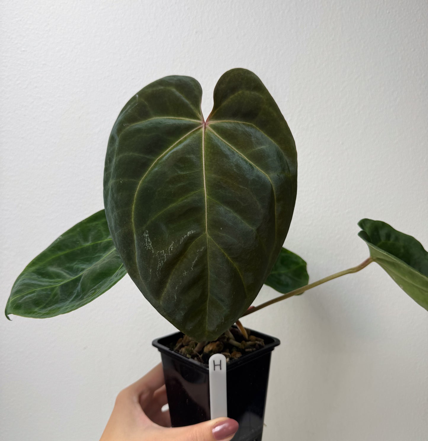 Anthurium complex HU hybrid 1 x carlablackiae X (NSE)