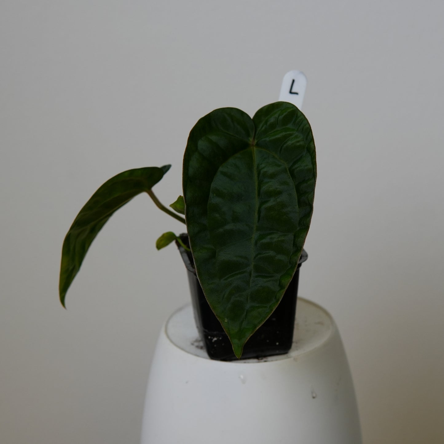 Anthurium (AOS x (Zara x Michelle) 6) x dressleri ('Black x RG f2')