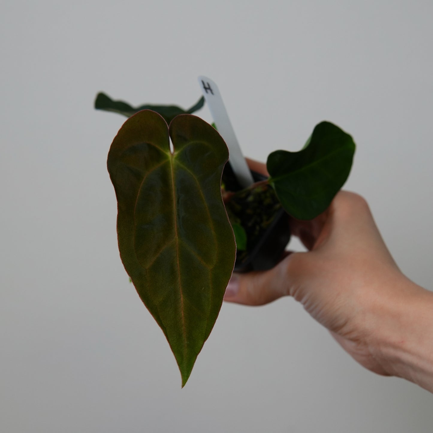 Anthurium ((carlablackiae x dressleri RD) x pap 'RLFS') x carlablackiae (NSE)