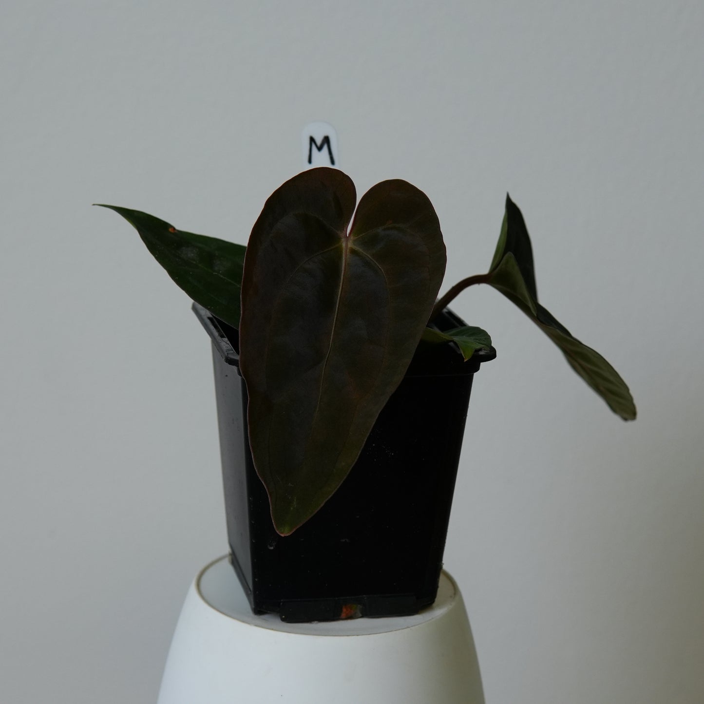 Anthurium ((carlablackiae x dressleri RD) x pap 'RLFS') x carlablackiae (NSE)