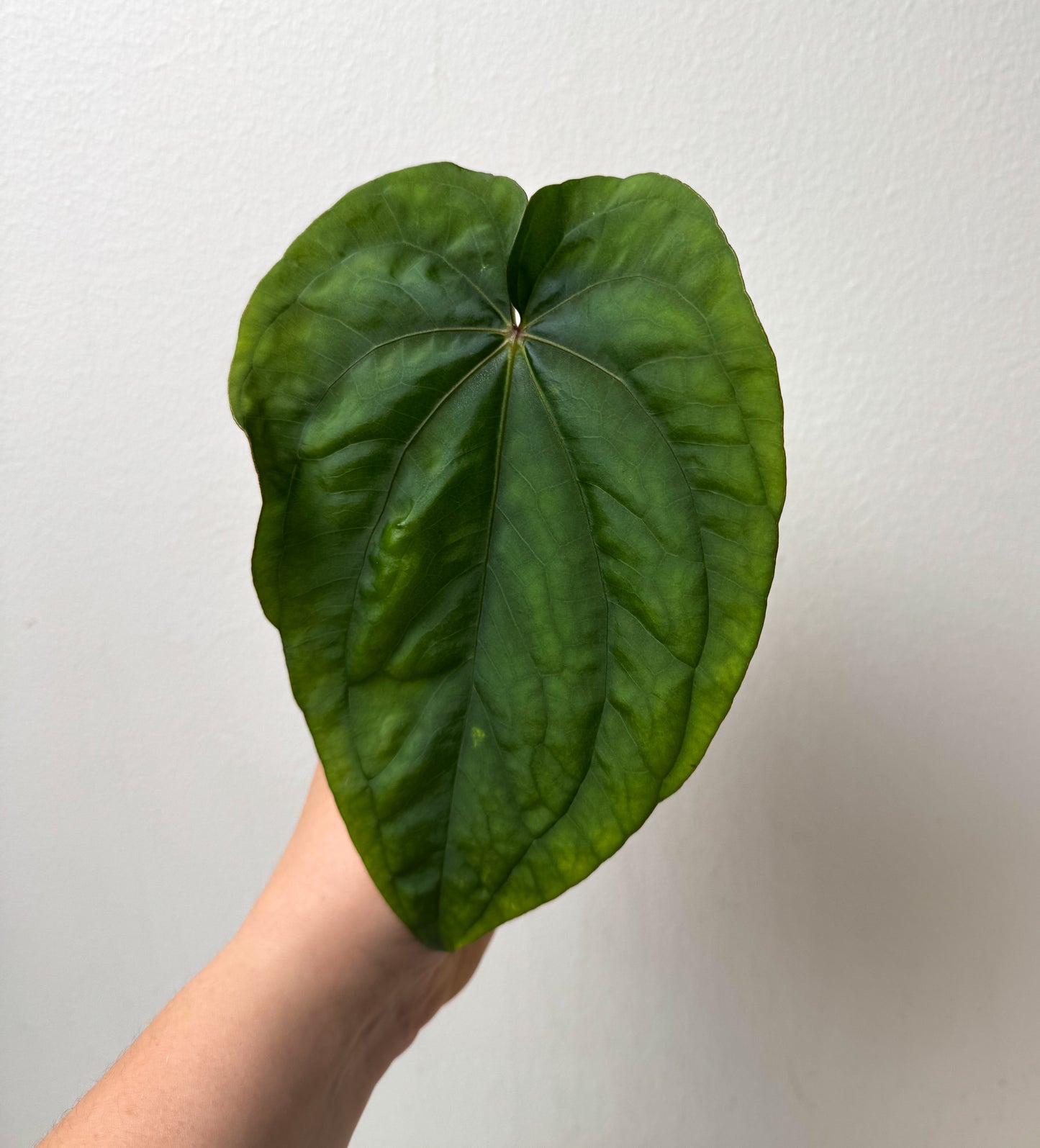 Anthurium 'Circus Peanuts'