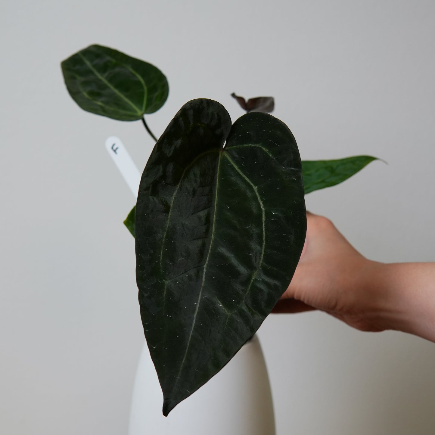 Anthurium (AOS x forgetii 2) x (Zara x Michelle)