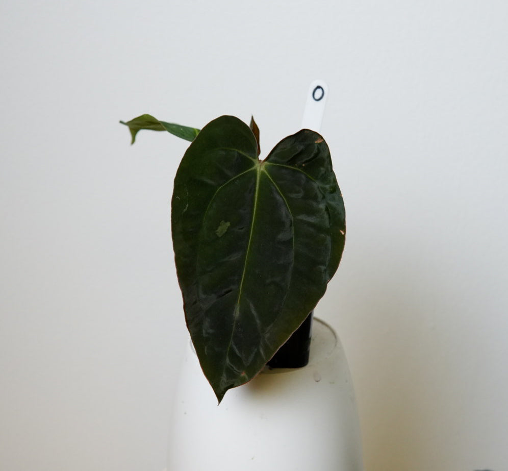 Anthurium carlablackiae (NSE) x BVEP ('SS x RA')