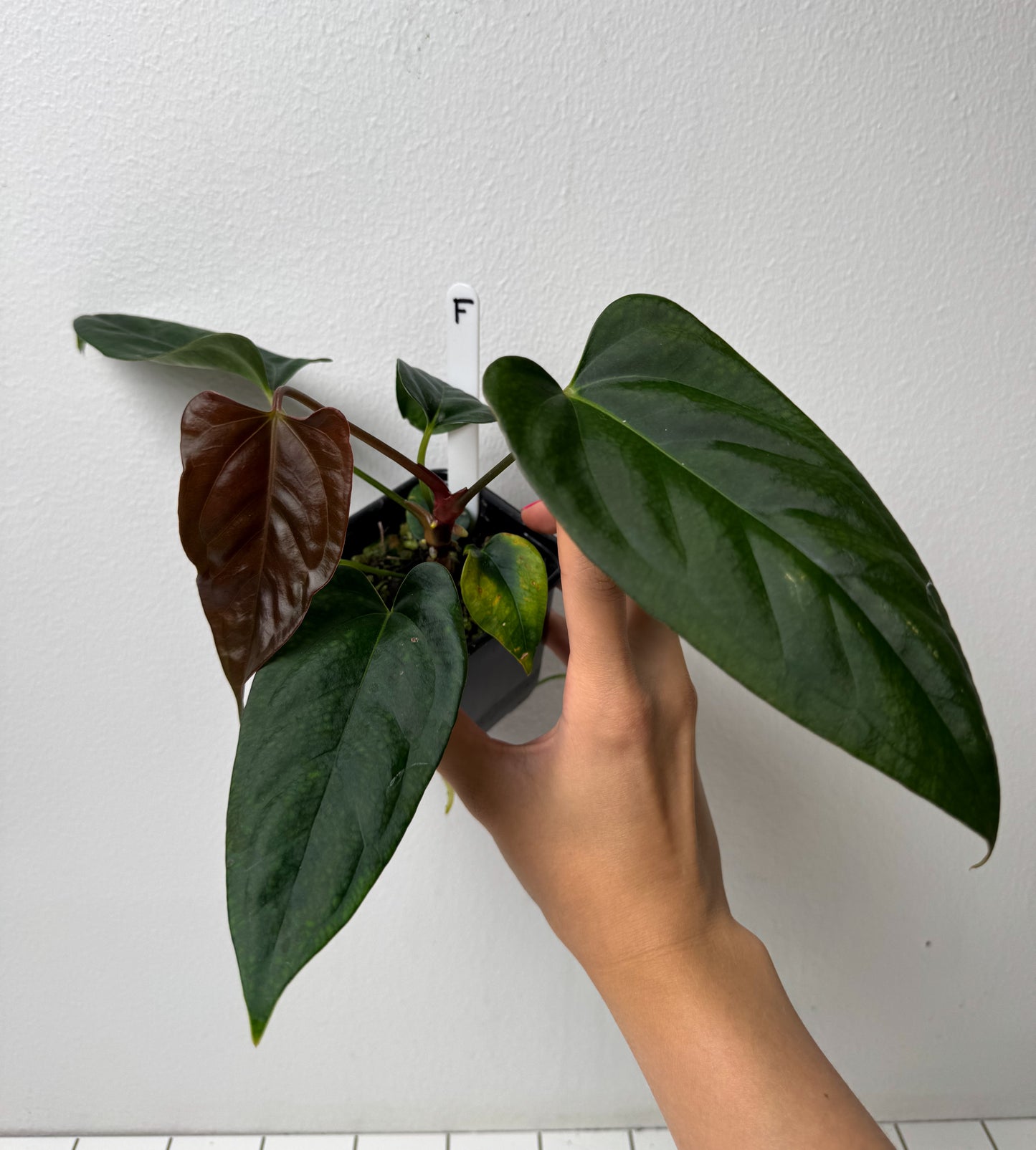 Anthurium (subsignatum x papillilaminum 'Marie') x (NSE dorito port x  papillilaminum RLFS)