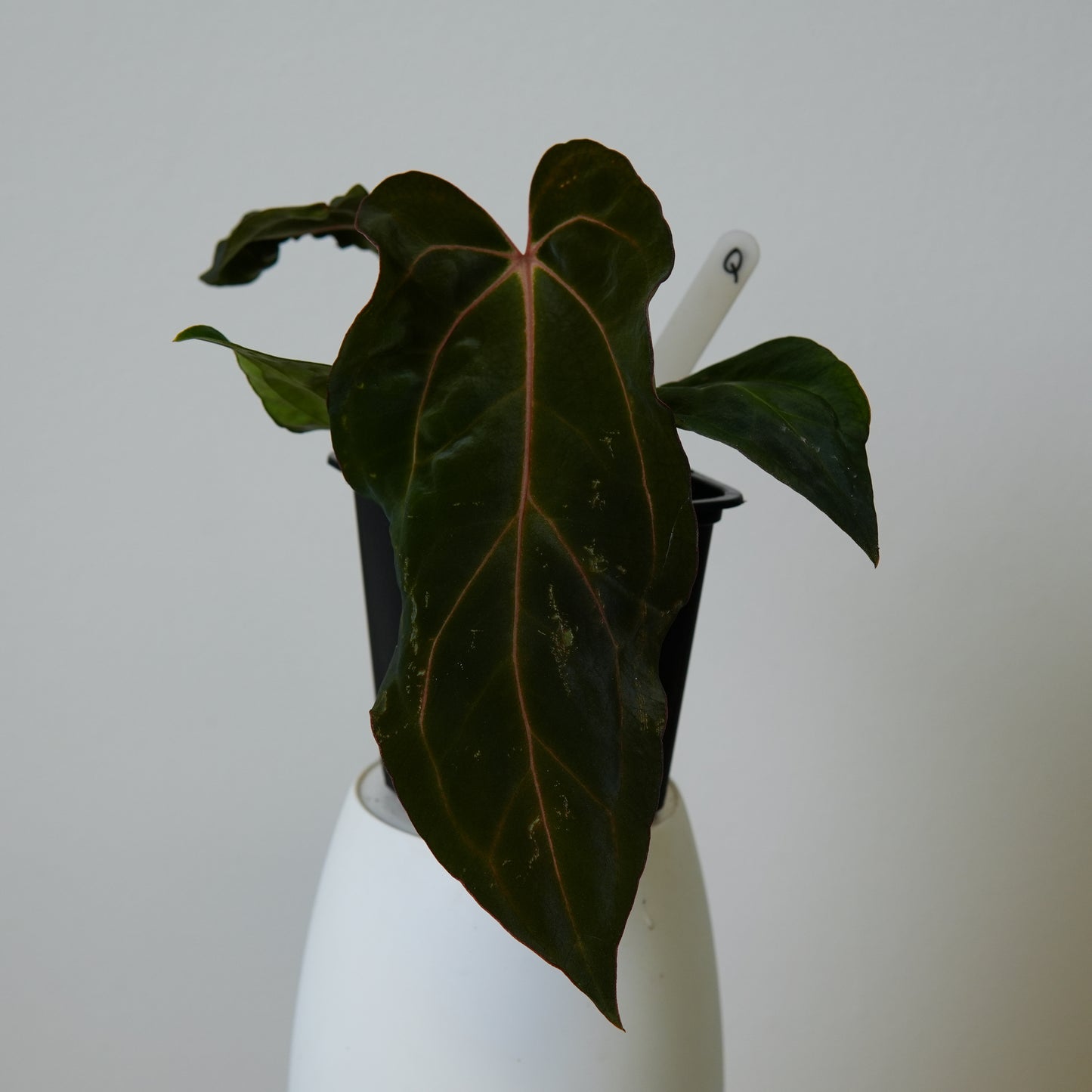 Anthurium ((carlablackiae x dressleri RD) x pap 'RLFS') x carlablackiae (NSE)