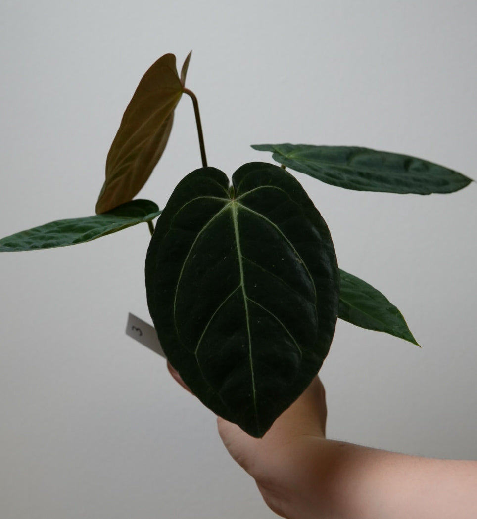 Anthurium Silver blush x BVEP ('round' x 'RA1')