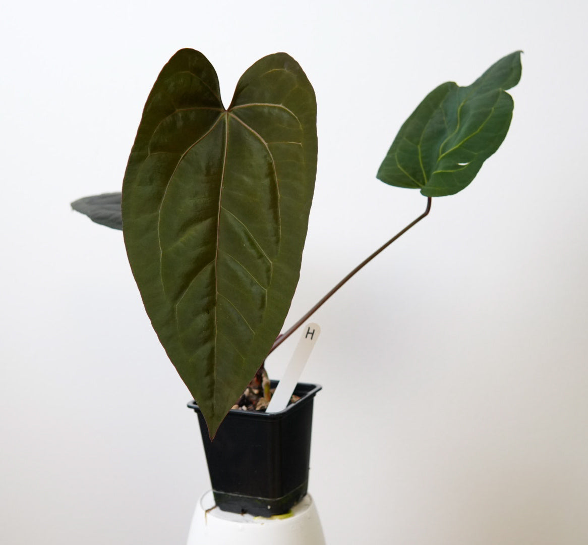 Anthurium (Zara x Michelle) x (Dorito Port x RLFS)