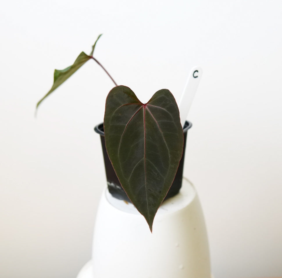 Anthurium Cv Carmesim x (Zara x Michelle)