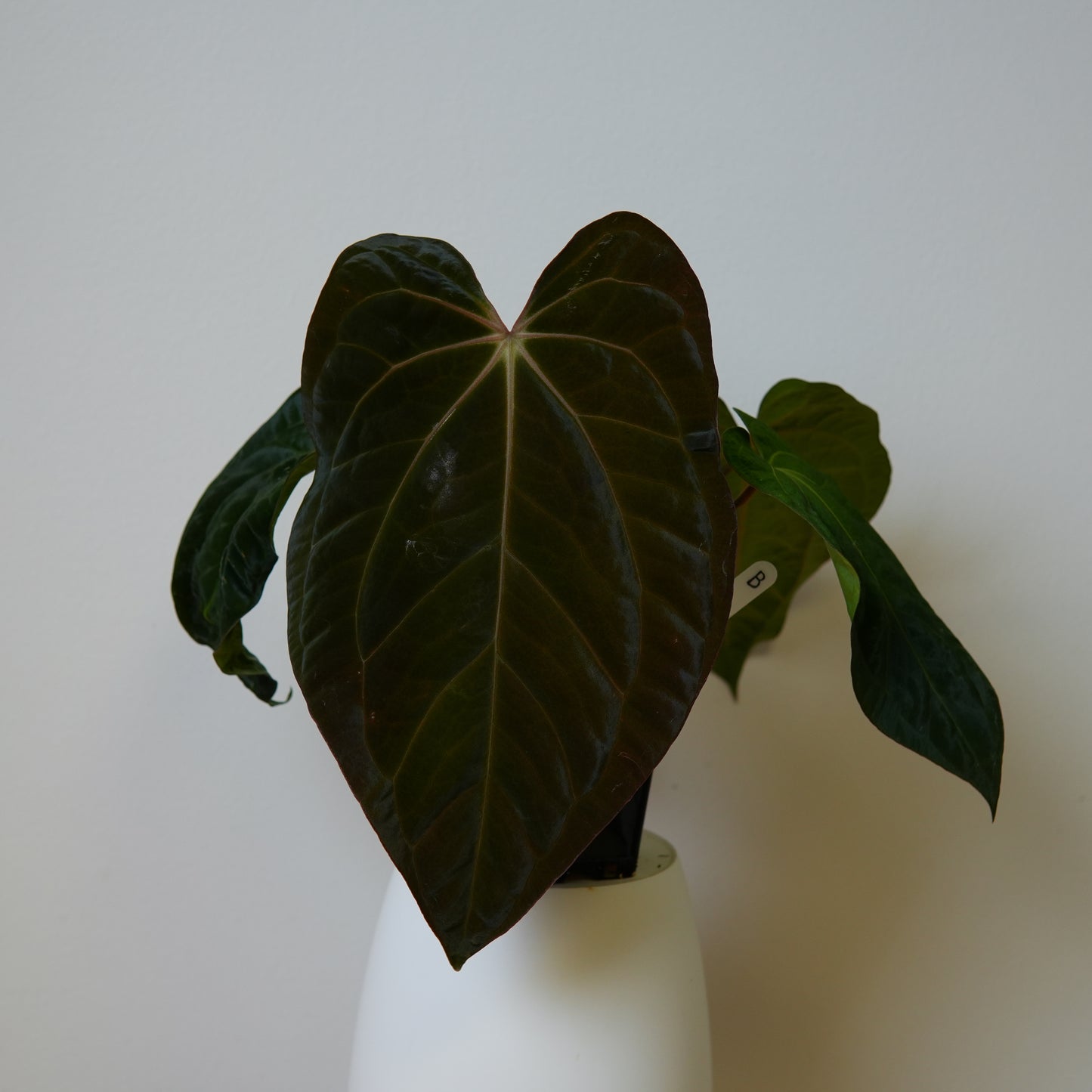 Anthurium carlablackiae (NSE) x BVEP ('SS x RA')
