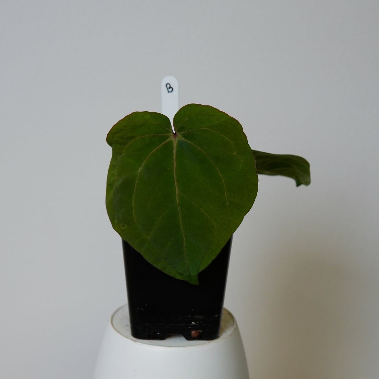 Anthurium (AOS x (Zara x Michelle) 1) x (carlablackiae (NSE) x kunayalense 1)