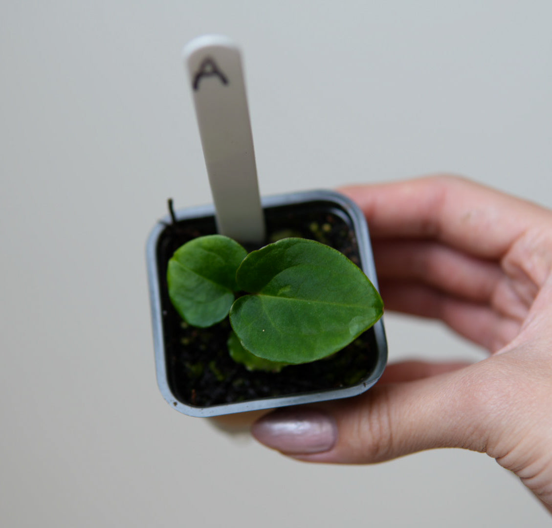 Anthurium (Velvet mask x besseae aff 1) x kunayalense