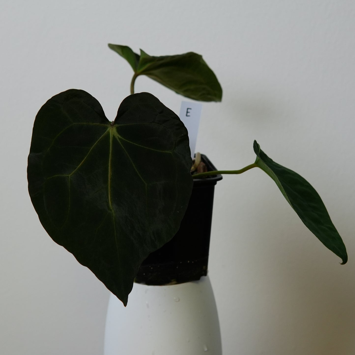 Anthurium (AOS x (Zara x Michelle) 1) x ((carlablackiae x dressleri RD) x pap 'RLFS')