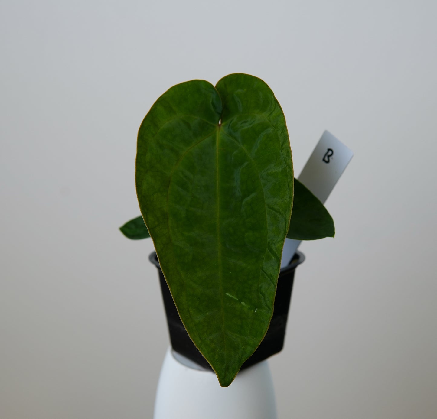 Anthurium (AOS x (Zara x Michelle) 6) x dressleri ('Black x RG f2')